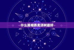 什么属相养龙须树最好，什么属相不能养龙血树