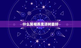 什么属相养龙须树最好，什么属相不能养龙血树