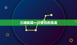 三峡发现一只受伤的真龙，3月3日早上三峡发现了真龙是吗？