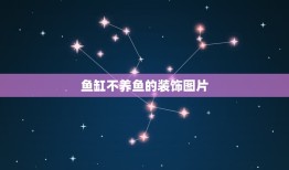 鱼缸不养鱼的装饰图片，小鱼缸里不想养鱼了 还不想干放着 怎么装饰