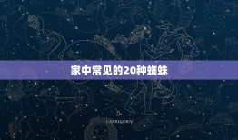 家中常见的20种蜘蛛，家中常见的蜘蛛，有哪些？