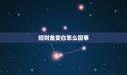 招财鱼变白怎么回事，发财鱼为什么会变白？怎么样恢复？