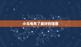 小乌龟死了最好的埋葬，我养了两只小乌龟死了，如何安葬好呀？