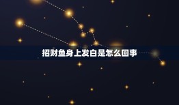 招财鱼身上发白是怎么回事，发财鱼身体发白如何处理？