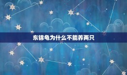 东锦龟为什么不能养两只，打算养两只龟， 是养麝香好还是东锦好？