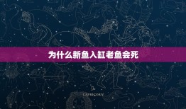 为什么新鱼入缸老鱼会死，为什么鱼缸的鱼总是会死掉呢？