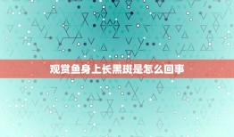 观赏鱼身上长黑斑是怎么回事，黄色珍珠鱼身上长出黑点是怎么回事？