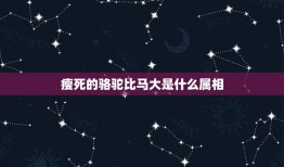 瘦死的骆驼比马大是什么属相，瘦死骆驼比马大是什么生肖