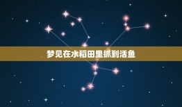 梦见在水稻田里抓到活鱼，我梦见自己在水稻田里，是什么意思？