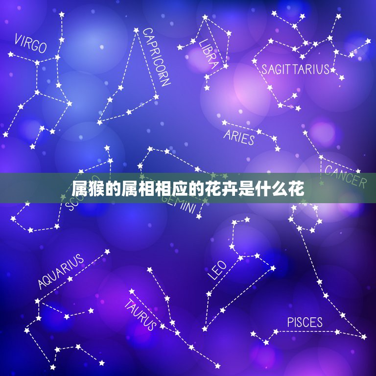 属猴的属相相应的花卉是什么花，十二生肖的属性分别用什么花代表？