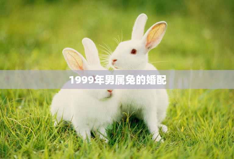 1999年男属兔的婚配(如何选择最佳配偶)  第3张